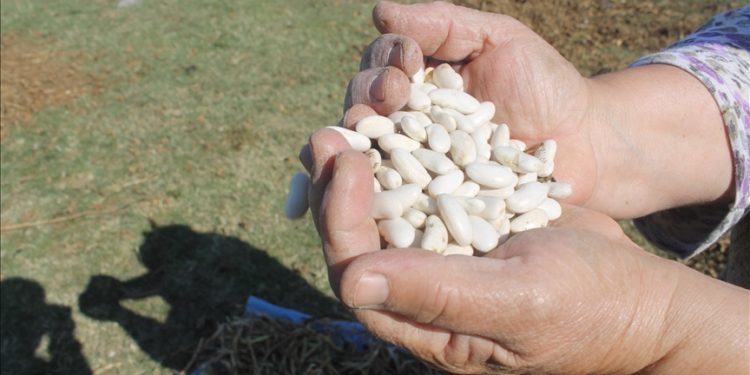 Manyas Kazak fasulyesi coğrafi işaret olarak tescil edildi