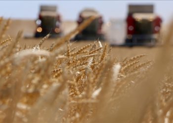 Çiftçilere tarımsal destekleme ödemesi bugün yapılacak