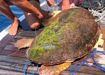 Tur teknesi kaptanı 4 günde ikinci kez deniz kaplumbağası kurtardı