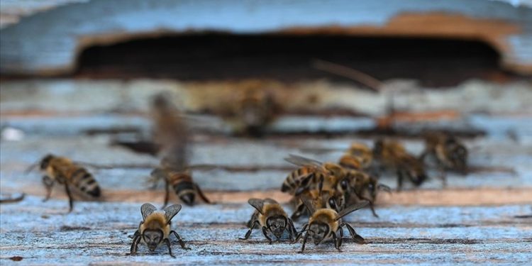 Gezgin arıcılar aşırı sıcaklar nedeniyle Edirne'de bu sezon umduğunu bulamadı