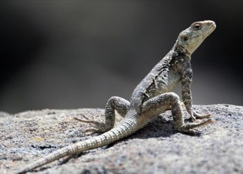 Ağrı Dağı civarında 31 sürüngen ve amfibi türü yaşıyor