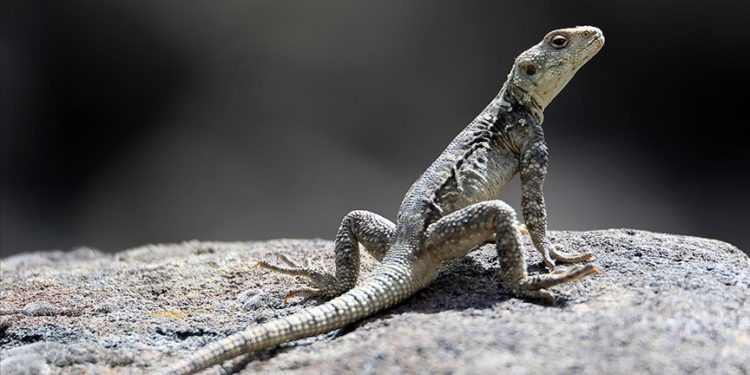 Ağrı Dağı civarında 31 sürüngen ve amfibi türü yaşıyor