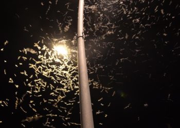 Ardahan'da "bir günlükler"in ölüm uçuşu başladı