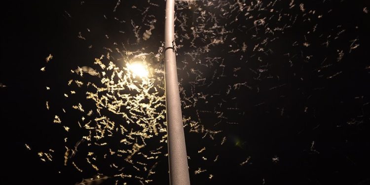 Ardahan'da "bir günlükler"in ölüm uçuşu başladı