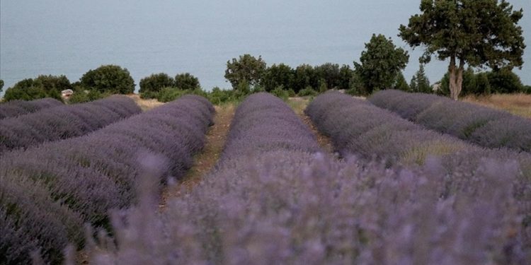 Burdur’dan gönderilen lavanta fideleri Türkiye’nin bahçelerini mora boyuyor