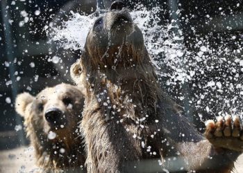 Antalya’da aslan parkı sakinleri için “eyyam-ı bahur” önlemleri alındı