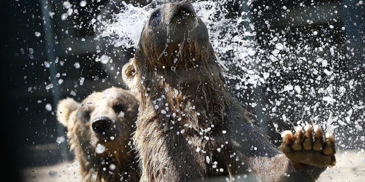 Antalya’da aslan parkı sakinleri için “eyyam-ı bahur” önlemleri alındı