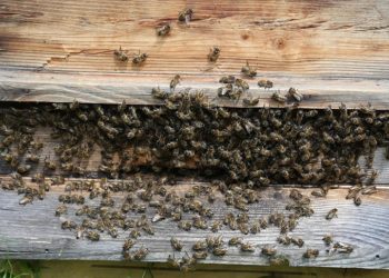 Artvin'de "Macahel Balı"nın tanıtımı ve sağımı yapıldı