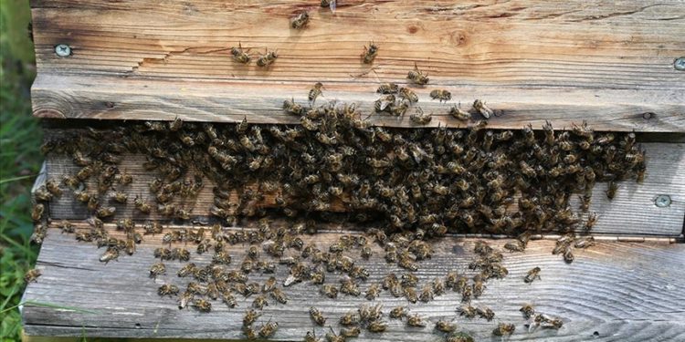 Artvin'de "Macahel Balı"nın tanıtımı ve sağımı yapıldı