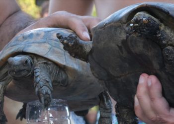 Bodrum'da makilik yangınında kurtarılan kaplumbağalar tedaviye alındı