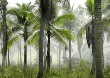 Araştırma: Sosyal mesafeyi muhafaza eden ağaçlar, biyoçeşitliliği koruyor