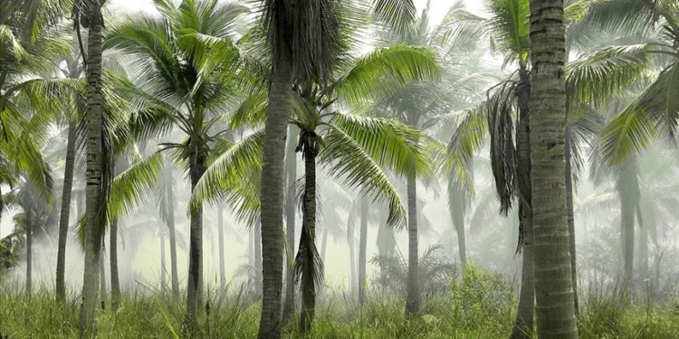 Araştırma: Sosyal mesafeyi muhafaza eden ağaçlar, biyoçeşitliliği koruyor