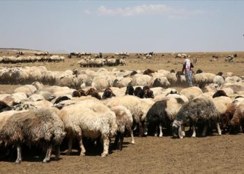 Bitlis’teki yaylalar göçerlerin getirdiği binlerce küçükbaş hayvanı ağırlıyor