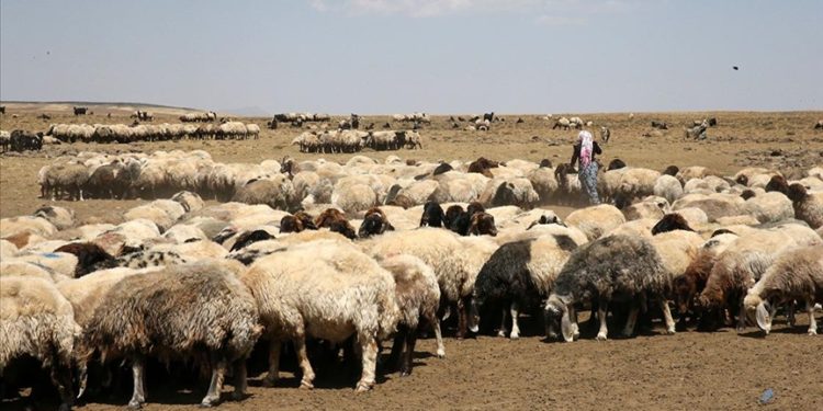 Bitlis’teki yaylalar göçerlerin getirdiği binlerce küçükbaş hayvanı ağırlıyor