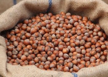 Türkiye fındık ihracatından 11 ayda 1,7 milyar doları aşkın gelir elde etti