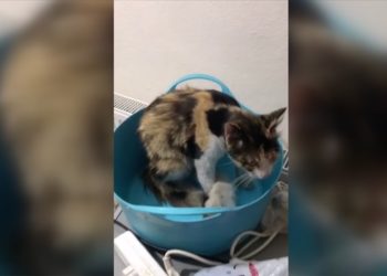 Tokat'ta havalandırma borusuna düşen kedi yavrularını itfaiye kurtardı