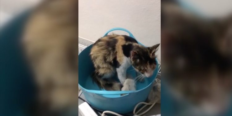 Tokat'ta havalandırma borusuna düşen kedi yavrularını itfaiye kurtardı