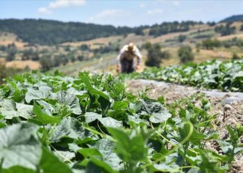 Balıkesir’de üretilen coğrafi işaretli Sındırgı kornişonunda hasat başladı