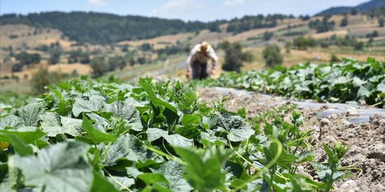 Balıkesir’de üretilen coğrafi işaretli Sındırgı kornişonunda hasat başladı