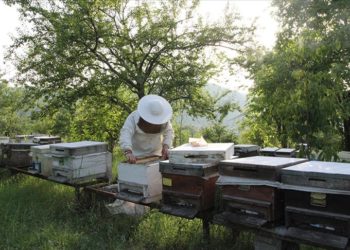 Babasının hediye ettiği kovanlarla arıcılığa başlayan genç girişimci devlet desteğiyle işini büyüttü
