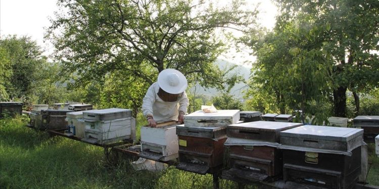 Babasının hediye ettiği kovanlarla arıcılığa başlayan genç girişimci devlet desteğiyle işini büyüttü
