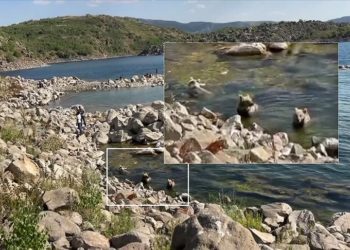 Nemrut Krater Gölü'nde yüzen boz ayılar görüntülendi