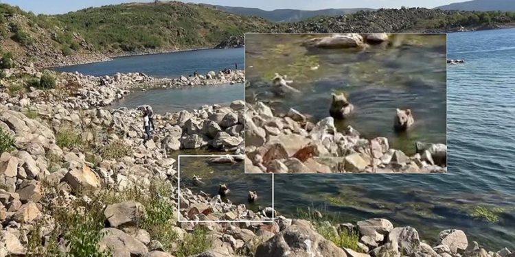 Nemrut Krater Gölü'nde yüzen boz ayılar görüntülendi