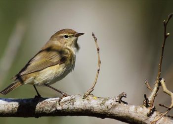 Ballıkayalar Tabiat Parkı kuş gözlemcilerini yüzlerce türü keşfe çıkarıyor