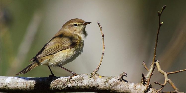 Ballıkayalar Tabiat Parkı kuş gözlemcilerini yüzlerce türü keşfe çıkarıyor