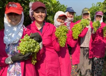 Manisa'da sofralık çekirdeksiz üzümde hasat başladı
