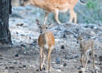 Antalya'da alageyik yavru sayısında geçen yıllara göre artış gözlendi