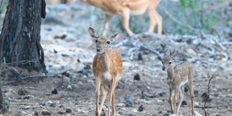 Antalya'da alageyik yavru sayısında geçen yıllara göre artış gözlendi