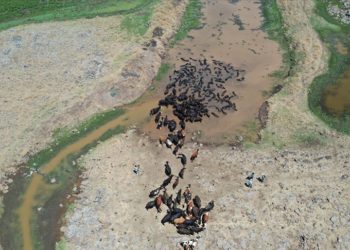 Diyarbakır’da sıcaktan bunalan mandalar göletlerde serinliyor