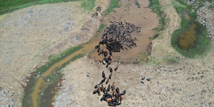 Diyarbakır’da sıcaktan bunalan mandalar göletlerde serinliyor