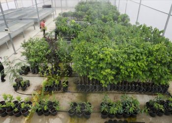 Antalya’nın batı ilçelerinde tropik meyve üretmek için Kumluca’da merkez kuruldu