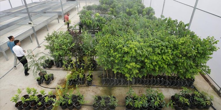 Antalya’nın batı ilçelerinde tropik meyve üretmek için Kumluca’da merkez kuruldu