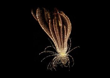 Antarktika'da 20 kollu "çilek benzeri" şekle sahip deniz canlısı keşfedildi