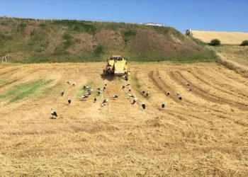Göç yolundaki leylekler buğday tarlasında beslendi