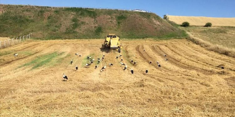 Göç yolundaki leylekler buğday tarlasında beslendi
