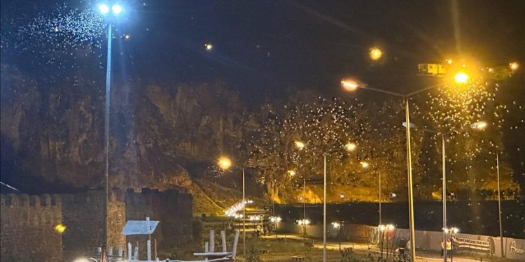 Ardahan'da "bir günlükler"in "ölüm uçuşu" sürüyor