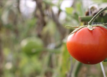 Çanakkale Domatesi coğrafi işaretle tescillendi