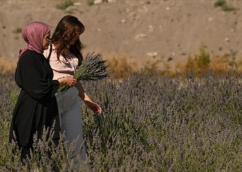 Ankara’da vatandaşlar lavanta hasadına katıldı