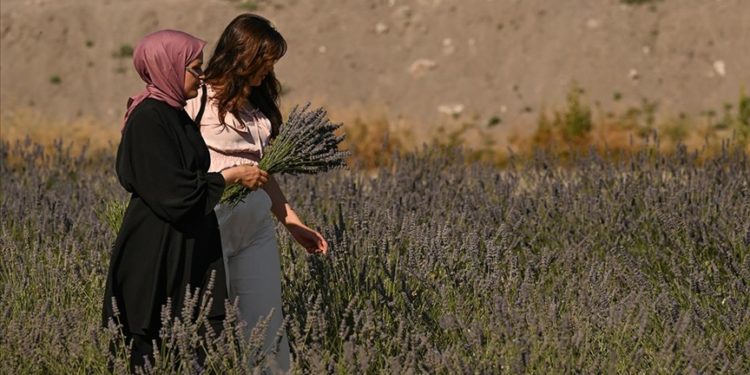 Ankara’da vatandaşlar lavanta hasadına katıldı
