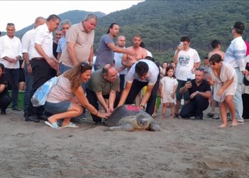 Tedavileri tamamlanan caretta carettalar denize bırakıldı