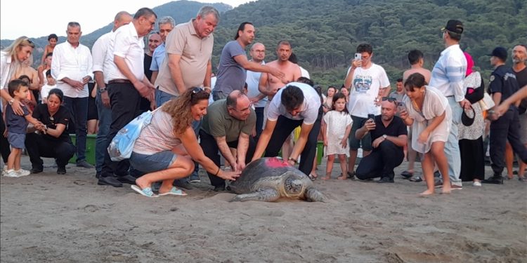 Tedavileri tamamlanan caretta carettalar denize bırakıldı