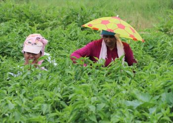 Edirne'de tava ciğerinin garnitürü Karaağaç acı biberinin hasadına başlandı