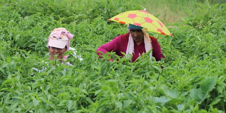 Edirne'de tava ciğerinin garnitürü Karaağaç acı biberinin hasadına başlandı