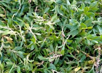 Tokat'ta 1700 rakımlı yaylalardan toplanan madımak sofralardaki yerini aldı