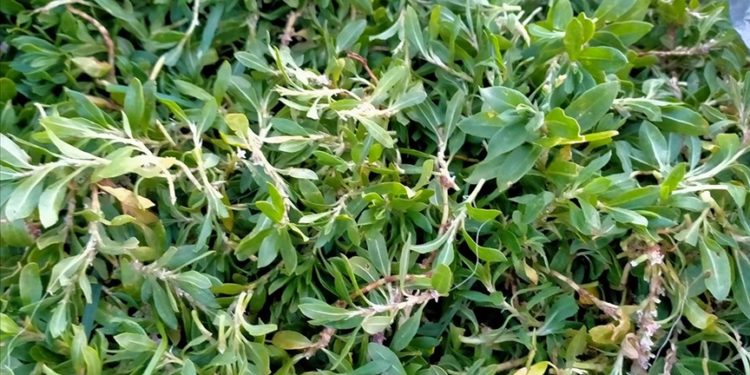 Tokat'ta 1700 rakımlı yaylalardan toplanan madımak sofralardaki yerini aldı