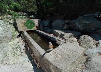 Tarım ve Orman Bakanlığının ormanlara yerleştirdiği yalaklar yaban hayvanlarına can suyu oluyor